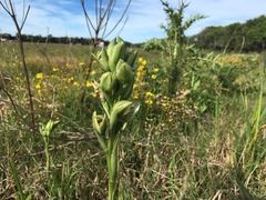 Chloraea membranacea