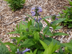 Nepeta subsessilis