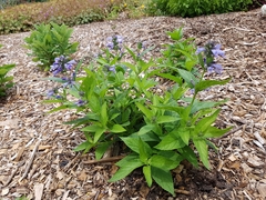 Nepeta subsessilis