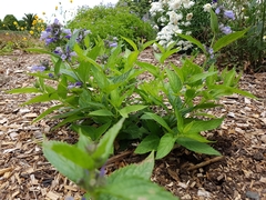 Nepeta subsessilis