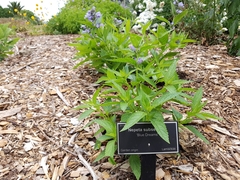 Nepeta subsessilis