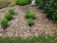 Nepeta subsessilis