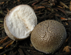 Handkea fumosa