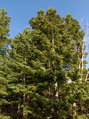 Handkea fumosa