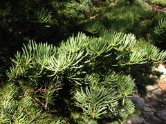 Handkea fumosa