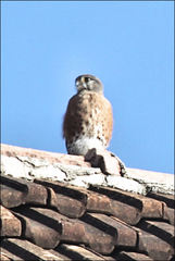 Falco newtoni