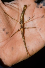 Libethra