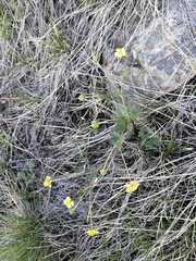 Ranunculus polyrhizos
