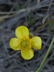 Ranunculus polyrhizos