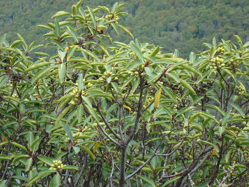 Dall's Pittosporum (Pittosporum dallii)