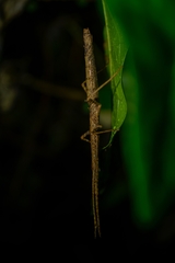 Libethra