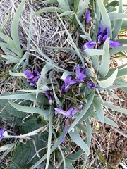 Iris glaucescens