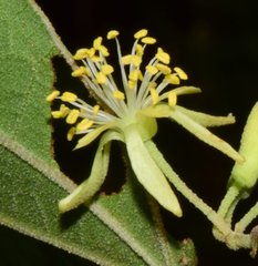 Heliocarpus pallidus