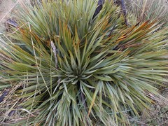 Aciphylla aurea