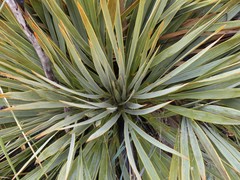 Aciphylla aurea
