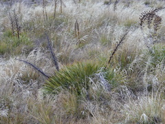 Aciphylla aurea