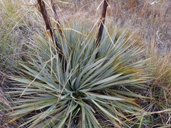 Aciphylla aurea