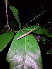 Libethra