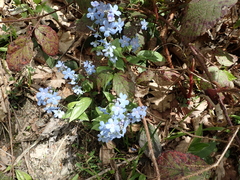 Omphalodes cappadocica
