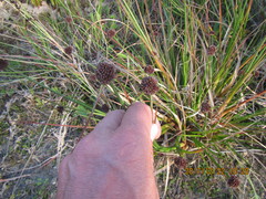 Juncus caespiticius