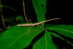 Libethra