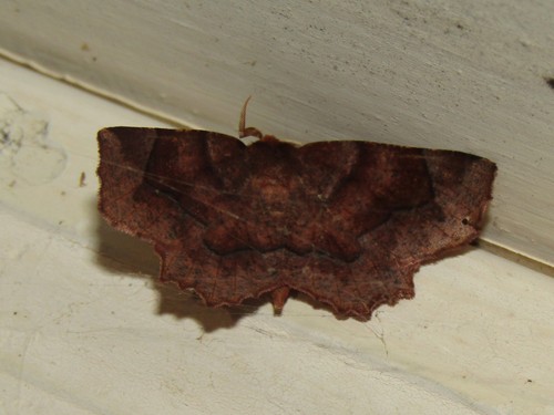 Purplish Metarranthis Moth photo 5
