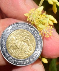 Heliocarpus pallidus