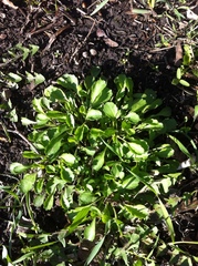 Leucanthemum vulgare