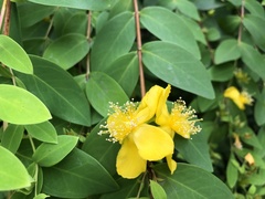 Hypericum geminiflorum