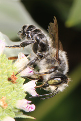 Litomegachile
