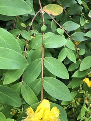 Hypericum geminiflorum