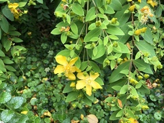 Hypericum geminiflorum