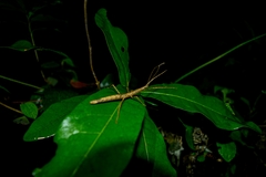 Libethra