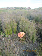 Juncus caespiticius