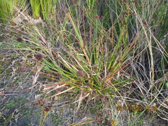 Juncus caespiticius