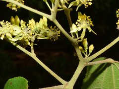 Heliocarpus pallidus