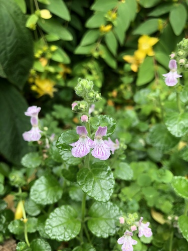 Suzukia luchuensis iNat (1)