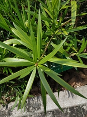 Podocarpus nakaii