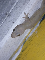 Hemidactylus frenatus