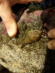 Diplocrepis puniceus