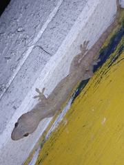 Hemidactylus frenatus