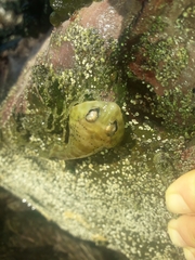 Diplocrepis puniceus