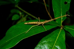 Libethra