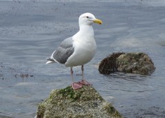 Larus glaucescens × occidentalis