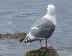 Larus glaucescens × occidentalis