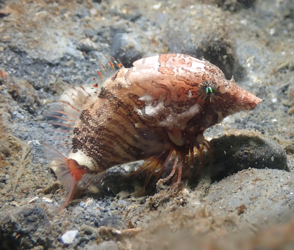 Grunt Sculpin