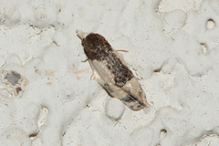 Henricus edwardsiana