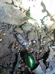 Dermolepida albohirtum