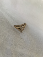 Chiasmia subcurvaria