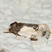 Contrasting Henricus Moth - Photo (c) ca_photo_hobbyist, some rights reserved (CC BY-NC-SA), uploaded by ca_photo_hobbyist